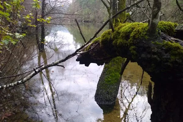 Kargı Köyü Sığla Ormanı Tabiatı Koruma Alanı - Resim 7