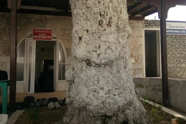 Türkkuyusu Cami - Resim 14