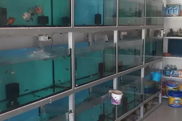 Deva Petshop akvaryum - Resim 6