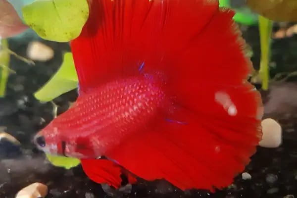 Deva Petshop akvaryum - Resim 18