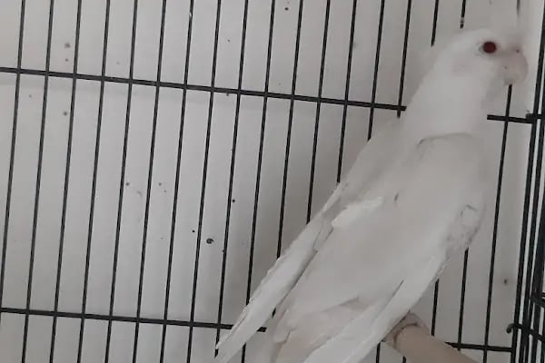 Deva Petshop akvaryum - Resim 20