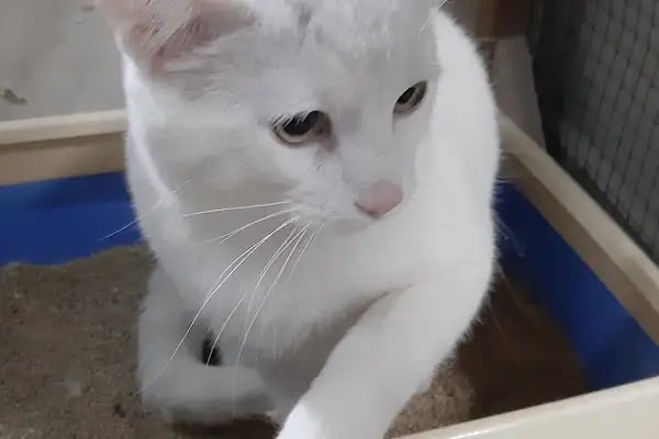 Deva Petshop akvaryum - Resim 17