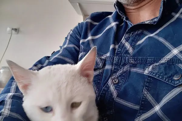 Deva Petshop akvaryum - Resim 14