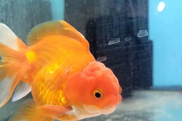 Deva Petshop akvaryum - Resim 5