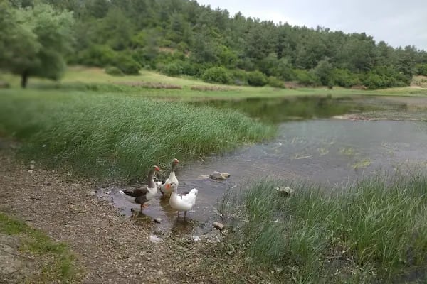 Sülüklü Göl Spil Dağı Milli Parkı - Resim 9