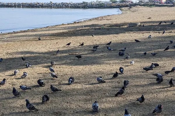 Yalova Günbatımı Plajı - Resim 14