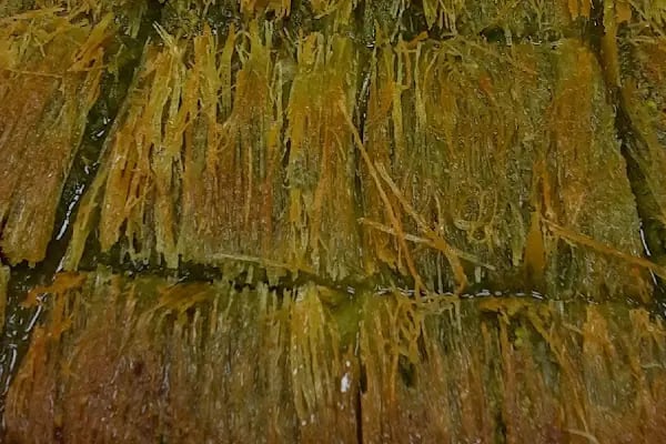 Sini Alâ Baklava - Resim 3
