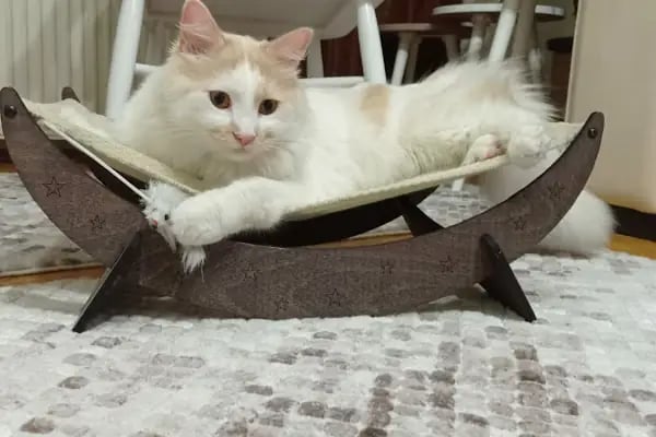 Petaryum Ilgaz Pet - Resim 10