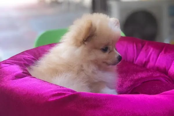 Rich Puppy Pet Shop &amp; Pet Kuaför &amp; Pet Cafe - Resim 5