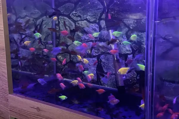 Rich Puppy Pet Shop &amp; Pet Kuaför &amp; Pet Cafe - Resim 7