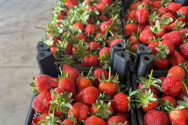 Baki ticaret - Resim 14