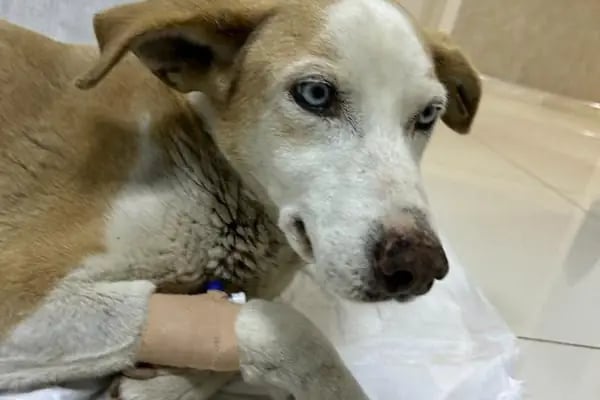 Vet20 Veteriner Kliniği - Resim 7