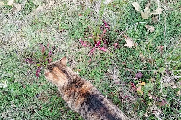 Vet20 Veteriner Kliniği - Resim 5