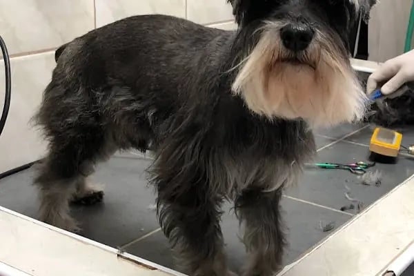 Deniz Veteriner Kliniği Yalıkavak - Resim 7