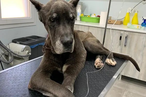 Deniz Veteriner Kliniği Yalıkavak - Resim 19