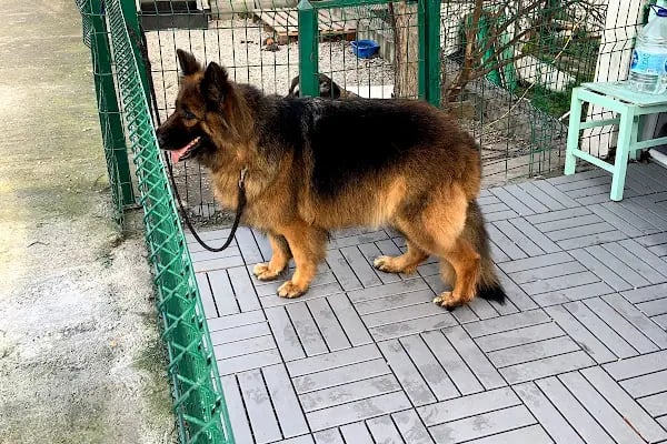 Deniz Veteriner Kliniği Yalıkavak - Resim 8