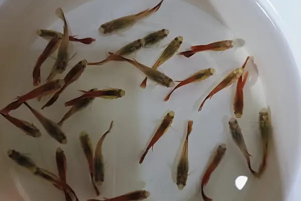 Atakan Pets Club &amp; Pet Kuaför - Resim 18