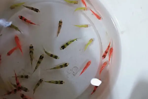 Atakan Pets Club &amp; Pet Kuaför - Resim 20