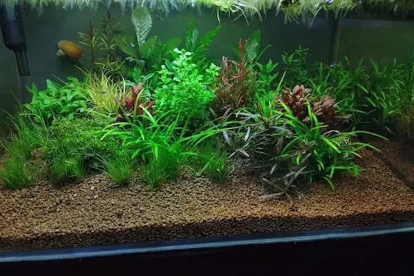 Atakan Pets Club &amp; Pet Kuaför - Resim 16