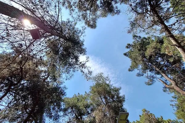 Şirintepe Çamlık Parkı - Resim 18