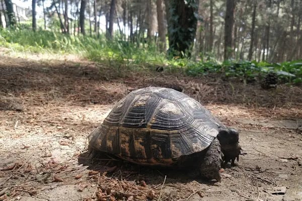 Şirintepe Çamlık Parkı - Resim 12