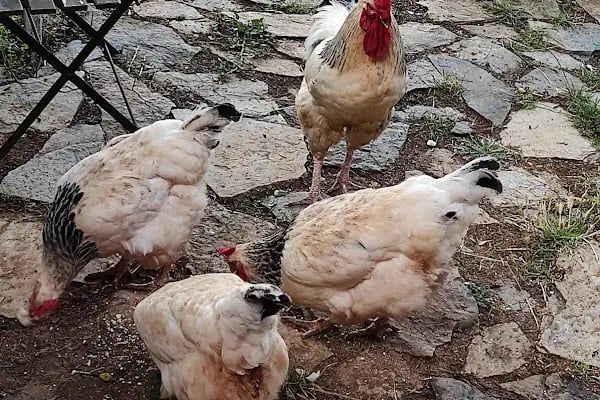 Cennet Bahçesi - Resim 13