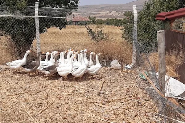 Dessa Çiftliği - Resim 12