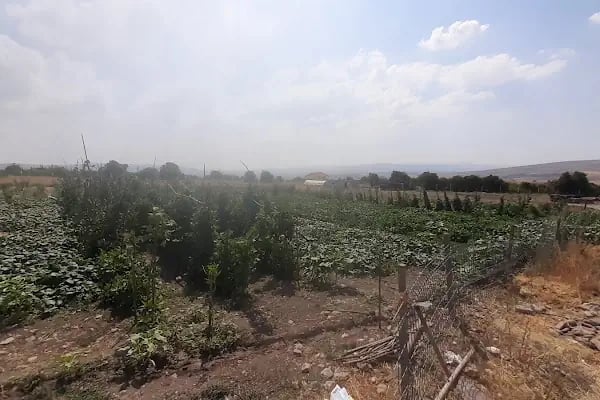 Dessa Çiftliği - Resim 6