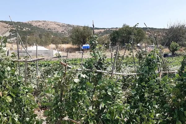 Dessa Çiftliği - Resim 10