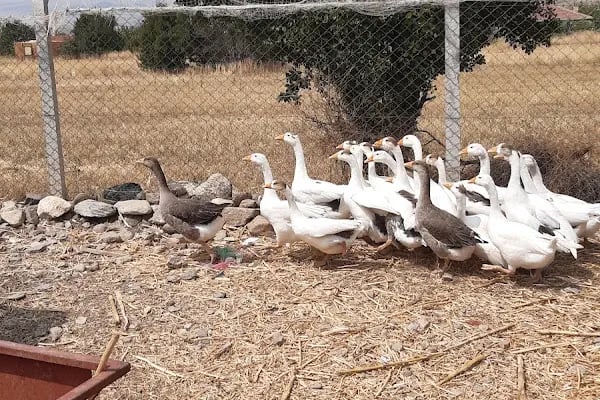 Dessa Çiftliği - Resim 3