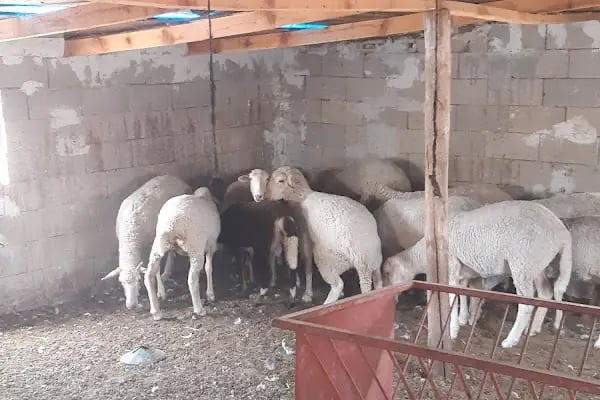 Dessa Çiftliği - Resim 17