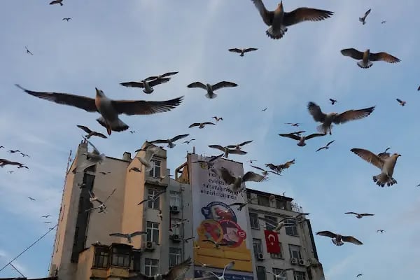 Turyol Karaköy İskelesi - Resim 19