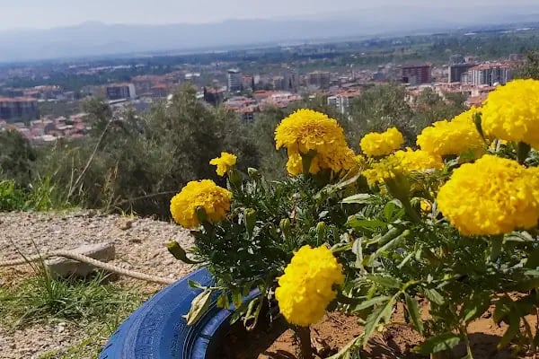 Şıp Şıp Dede - Resim 15