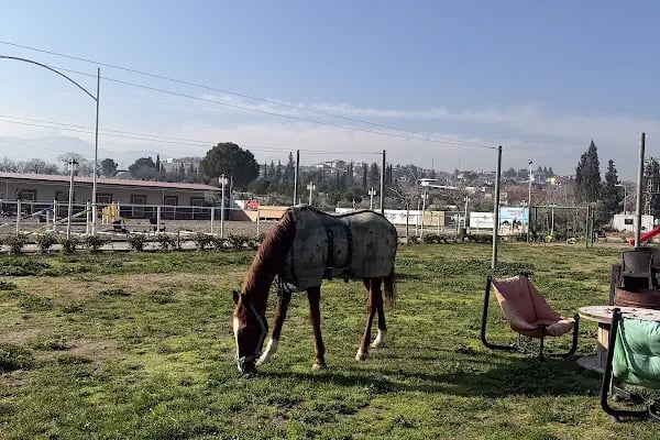 GRN Atlı Spor Kulübü - Resim 7