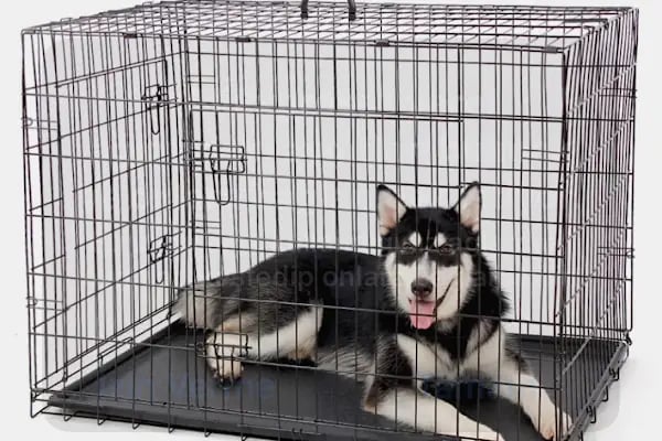 Lara Pet Center - Resim 15