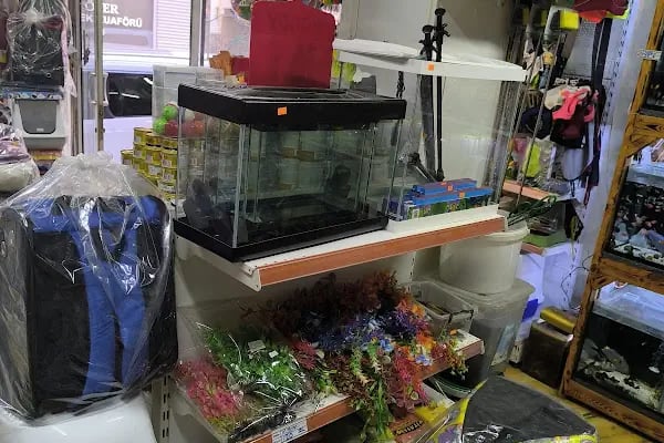 Ahes Akvaryum Ve Kuş Galerisi - Resim 16