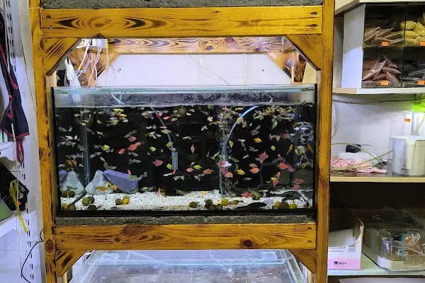 Ahes Akvaryum Ve Kuş Galerisi - Resim 8