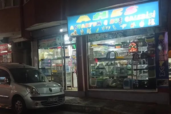 Ahes Akvaryum Ve Kuş Galerisi - Resim 2