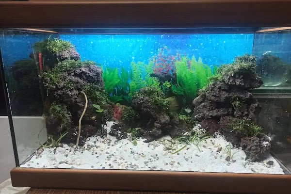 Ahes Akvaryum Ve Kuş Galerisi - Resim 9