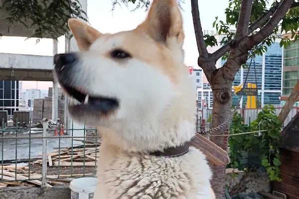 Bağlıca Altay Petshop - Resim 3