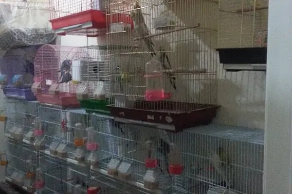 Bağlıca Altay Petshop - Resim 16