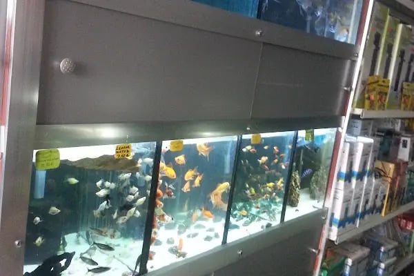 Bağlıca Altay Petshop - Resim 6
