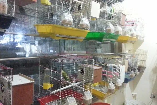 Bağlıca Altay Petshop - Resim 13