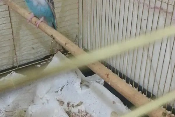 Bağlıca Altay Petshop - Resim 15