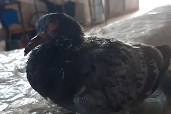 Gaziantep Bölgesi Veteriner Hekimleri Odası - Resim 1