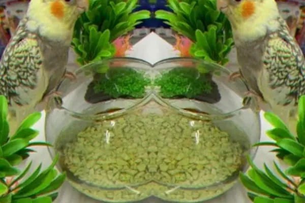 Hayal Petshop - Resim 5