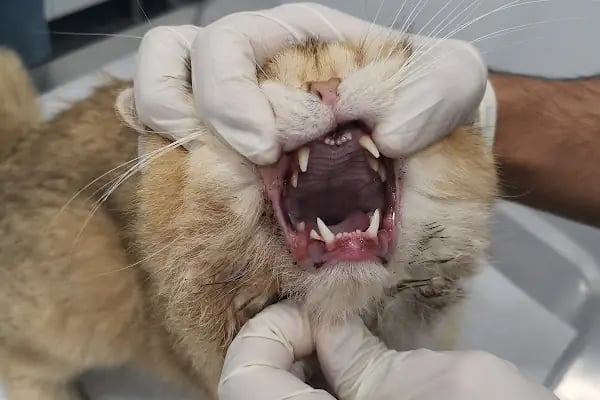 Cadde Veteriner Kliniği - Resim 4