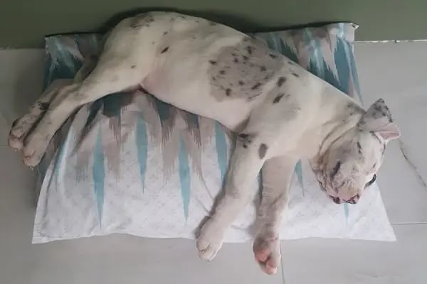 Cadde Veteriner Kliniği - Resim 5