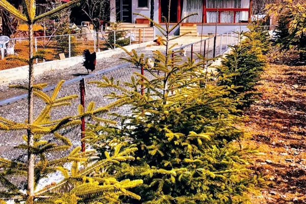 Sapanca Kanarya Doğa Evleri - Resim 12