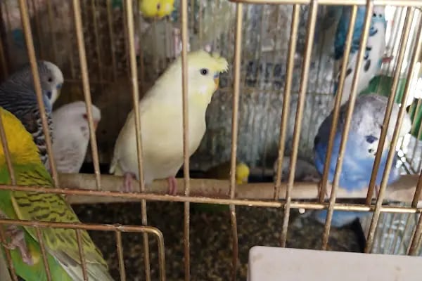 Elit Petshop - Resim 5
